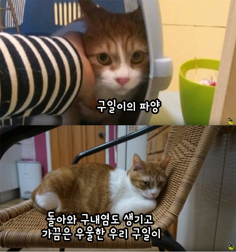 입양 9년만에 파양되어 돌아온 고양이 '둥이' | 인스티즈