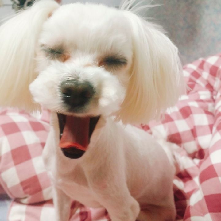 10분간 반려동물과 대화할 수 있다면 무슨 말 할거야? | 인스티즈