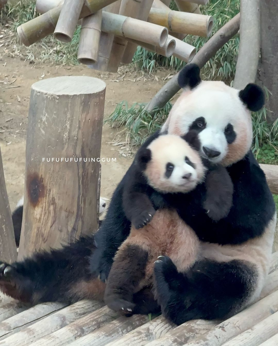 아이바오 사람같은 모먼트 🐼 | 인스티즈