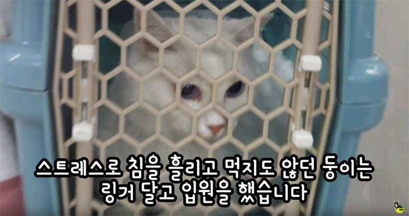 입양 9년만에 파양되어 돌아온 고양이 '둥이' | 인스티즈
