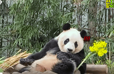 아이바오 사람같은 모먼트 🐼 | 인스티즈