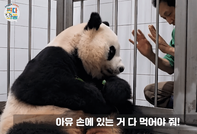 아이바오 사람같은 모먼트 🐼 | 인스티즈