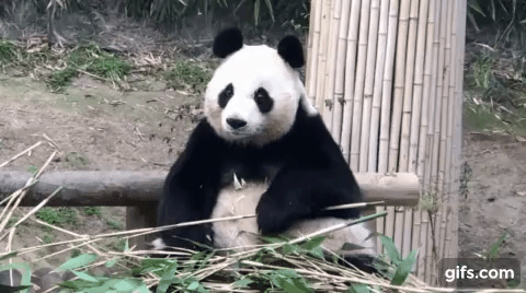 아이바오 사람같은 모먼트 🐼 | 인스티즈