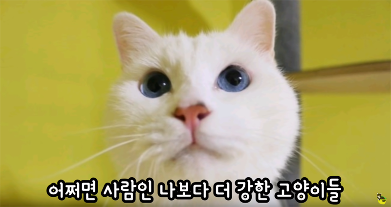 입양 9년만에 파양되어 돌아온 고양이 '둥이' | 인스티즈