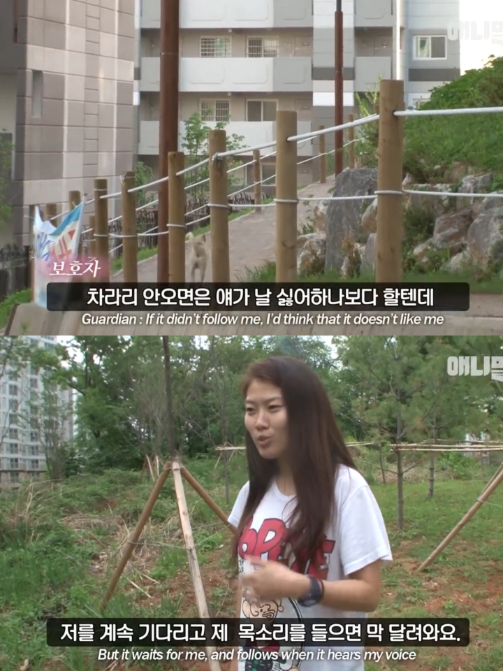 집 나간후 아파트주차장에서 주인만 올려다보는 개 | 인스티즈