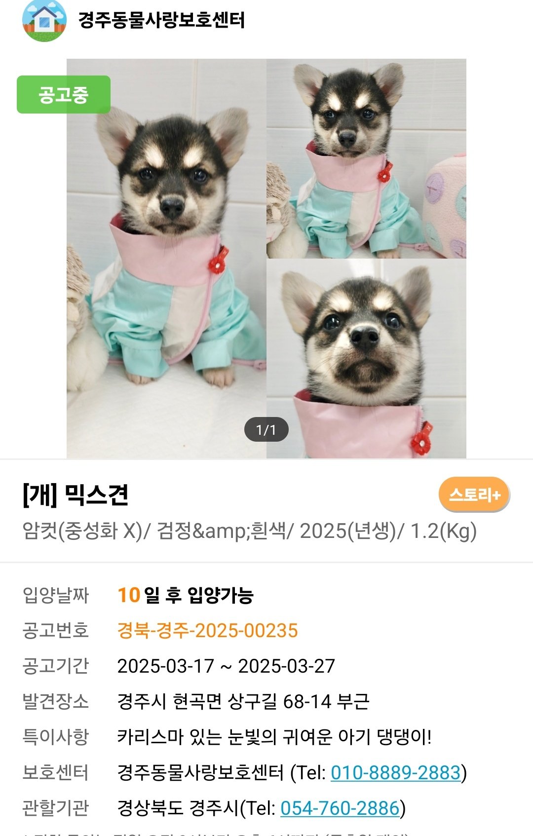 레전드 용맹강쥐 | 인스티즈