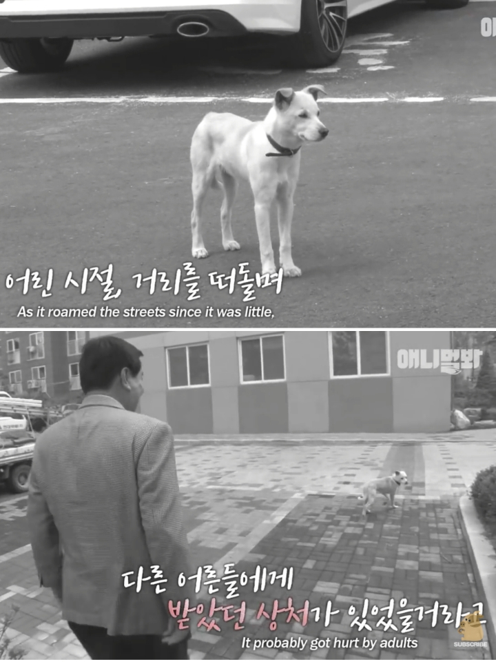 집 나간후 아파트주차장에서 주인만 올려다보는 개 | 인스티즈