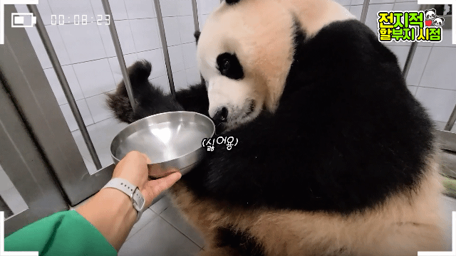 아이바오 사람같은 모먼트 🐼 | 인스티즈