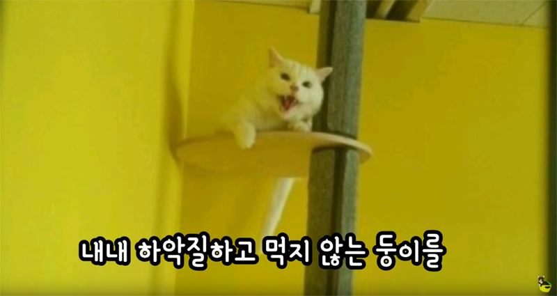 입양 9년만에 파양되어 돌아온 고양이 '둥이' | 인스티즈