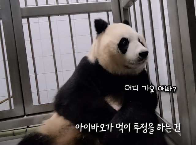 아이바오 사람같은 모먼트 🐼 | 인스티즈
