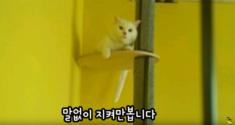 입양 9년만에 파양되어 돌아온 고양이 '둥이' | 인스티즈