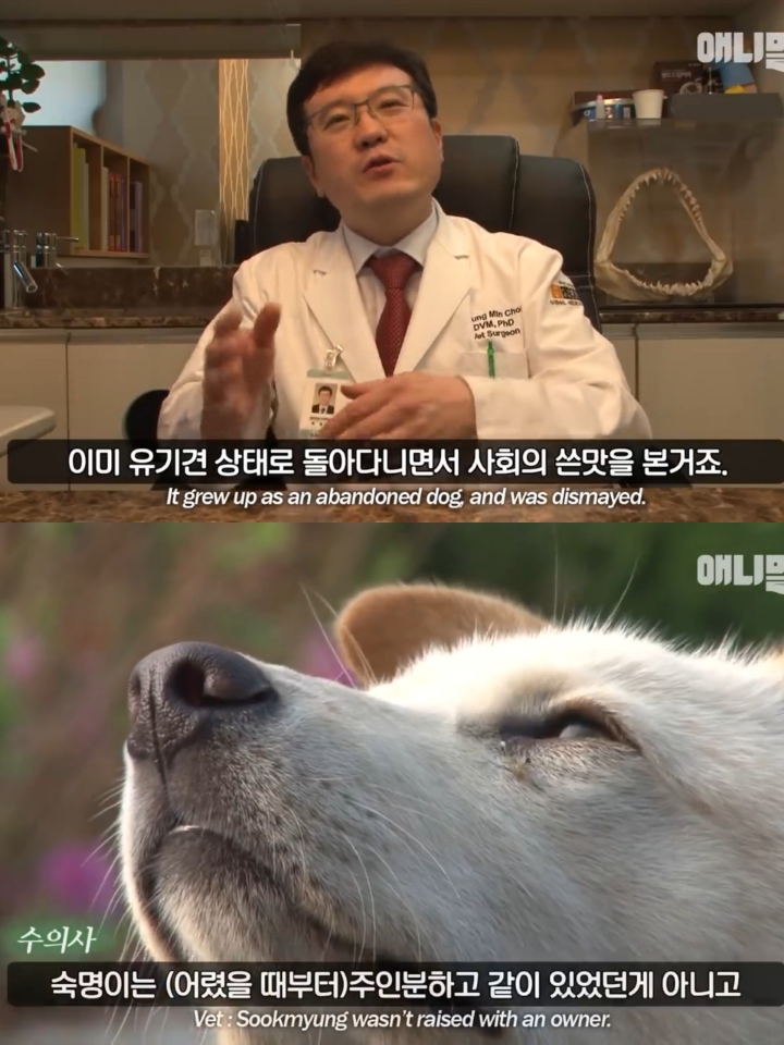 집 나간후 아파트주차장에서 주인만 올려다보는 개 | 인스티즈