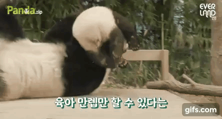 아이바오 사람같은 모먼트 🐼 | 인스티즈
