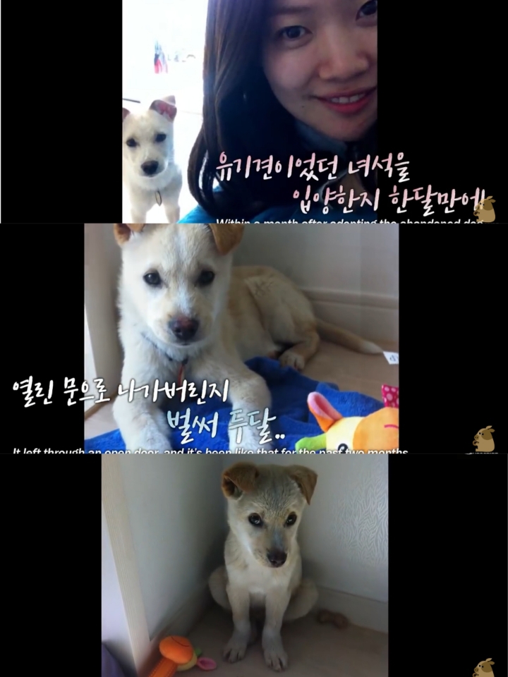 집 나간후 아파트주차장에서 주인만 올려다보는 개 | 인스티즈