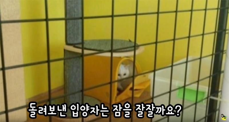 입양 9년만에 파양되어 돌아온 고양이 '둥이' | 인스티즈