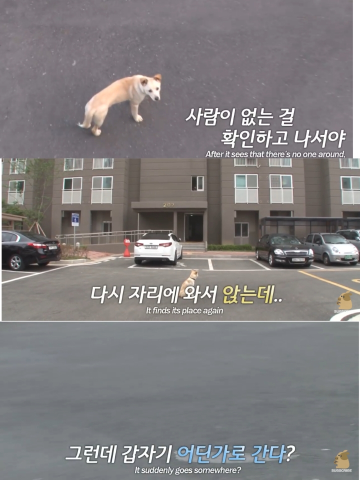 집 나간후 아파트주차장에서 주인만 올려다보는 개 | 인스티즈