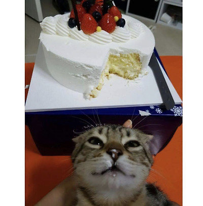 사람 음식에 관심 없다가 가끔 환장하는 집 고양이들 | 인스티즈