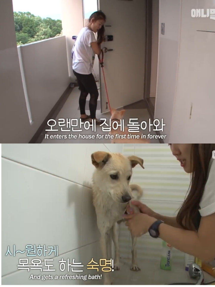 집 나간후 아파트주차장에서 주인만 올려다보는 개 | 인스티즈