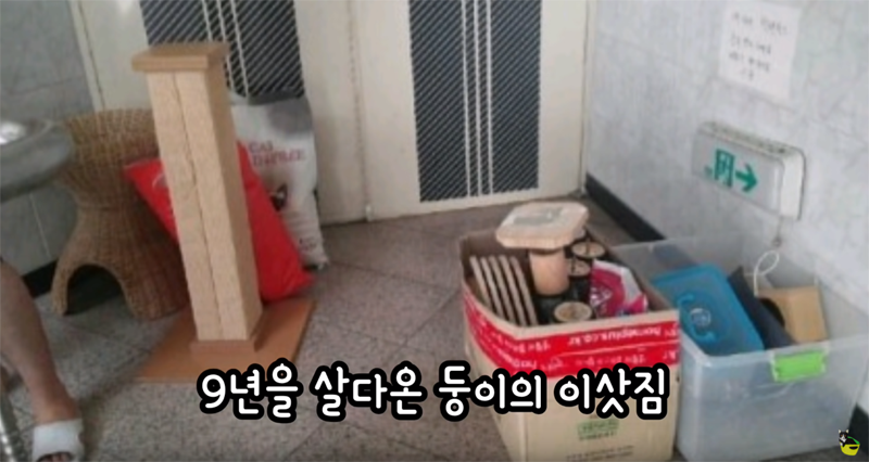 입양 9년만에 파양되어 돌아온 고양이 '둥이' | 인스티즈