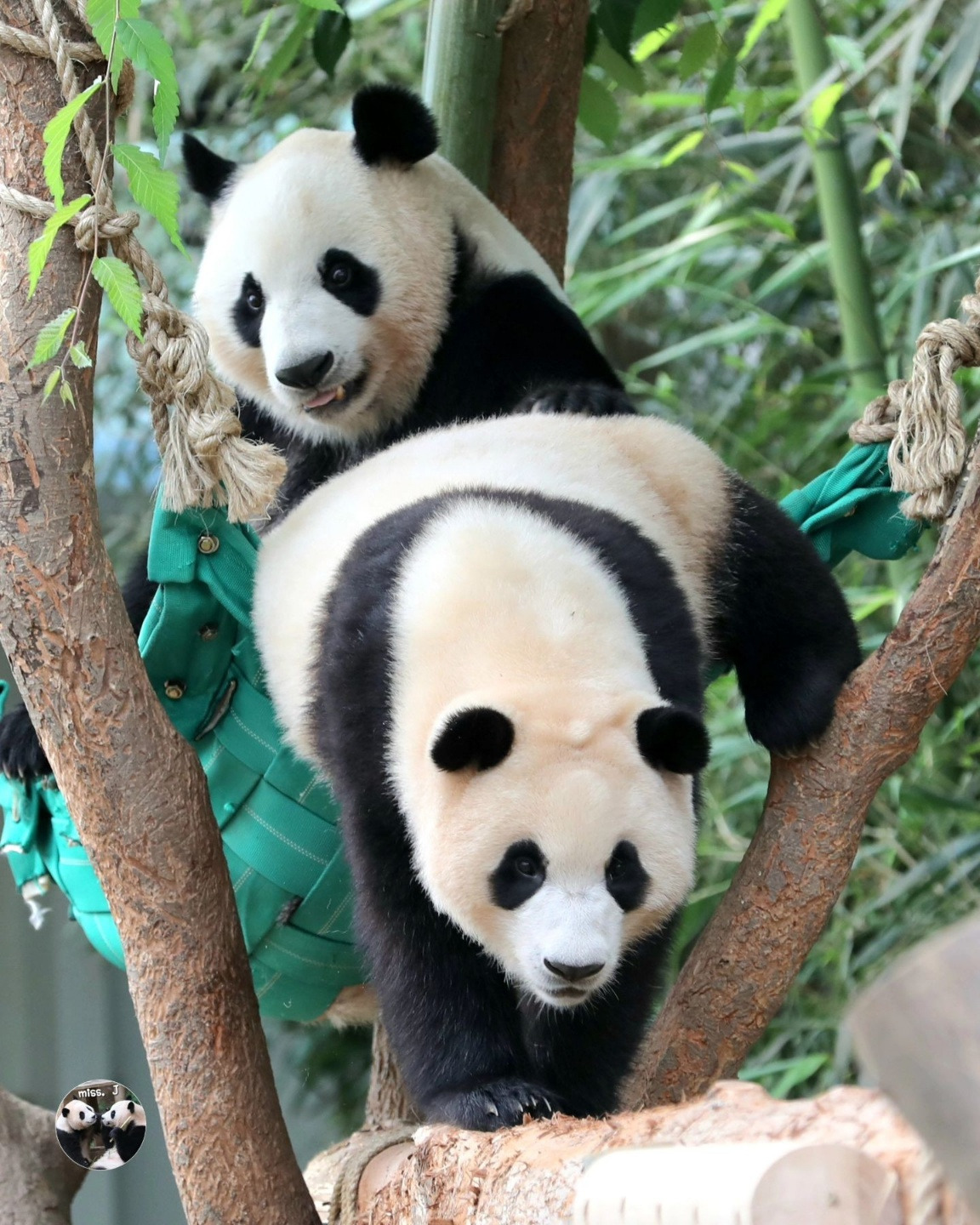 아이바오 사람같은 모먼트 🐼 | 인스티즈