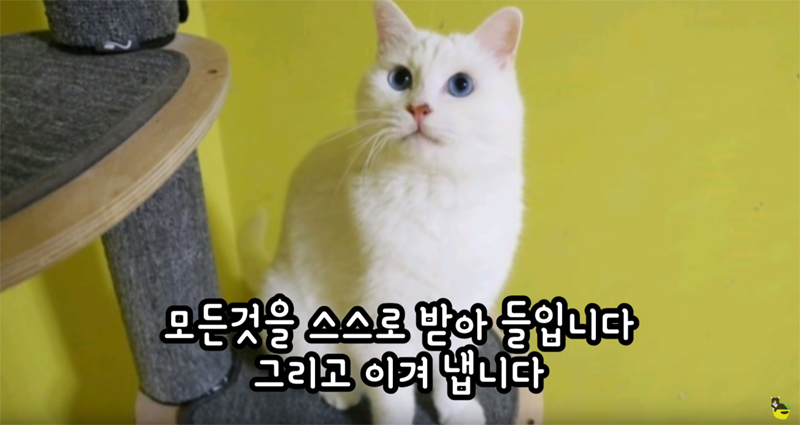 입양 9년만에 파양되어 돌아온 고양이 '둥이' | 인스티즈