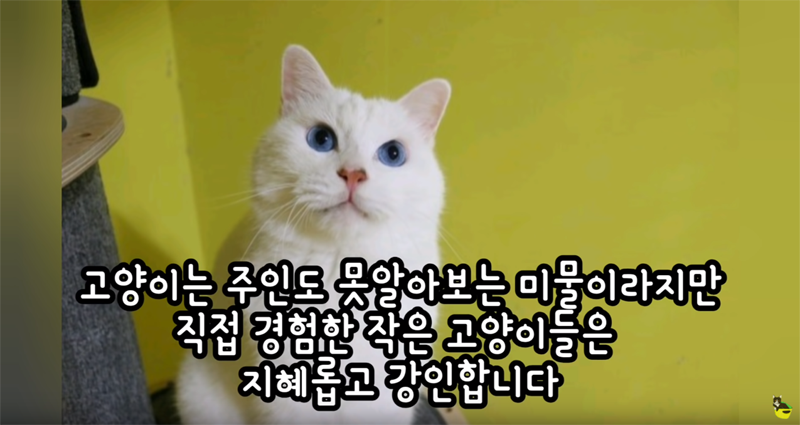 입양 9년만에 파양되어 돌아온 고양이 '둥이' | 인스티즈