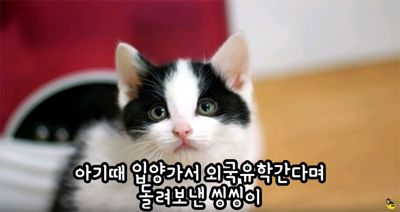 입양 9년만에 파양되어 돌아온 고양이 '둥이' | 인스티즈