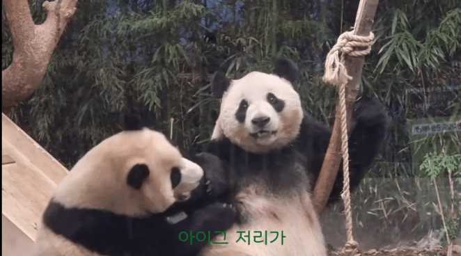 아이바오 사람같은 모먼트 🐼 | 인스티즈