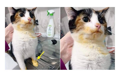 사람 음식에 관심 없다가 가끔 환장하는 집 고양이들 | 인스티즈