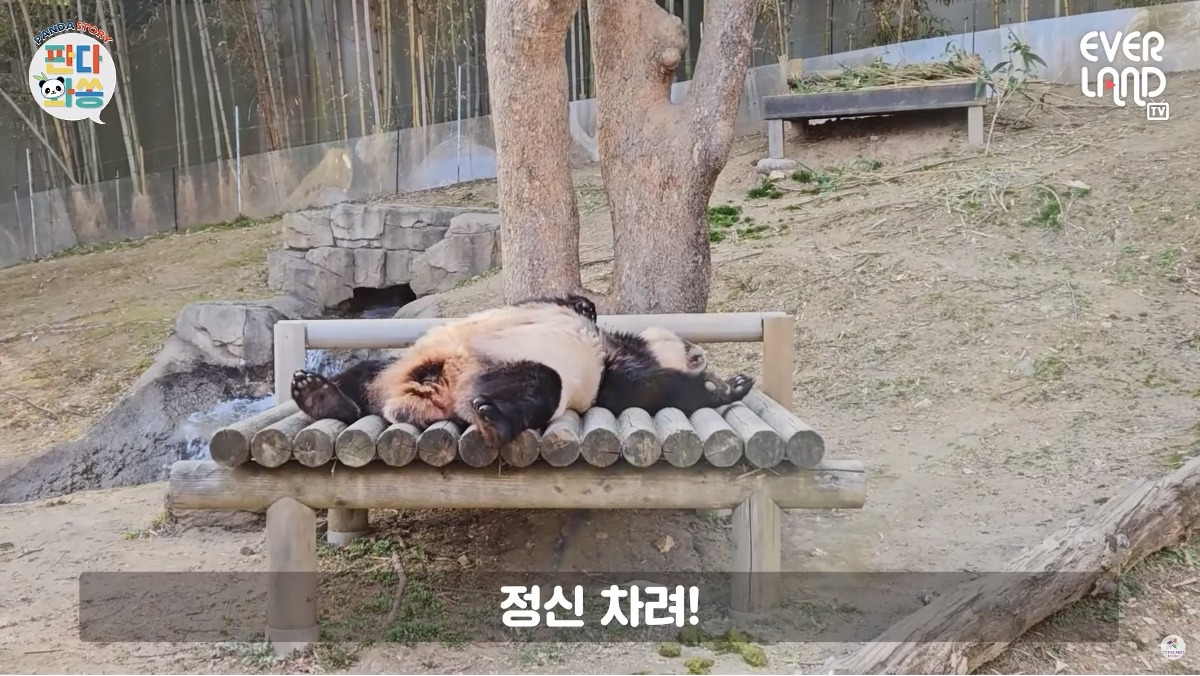 아이바오 사람같은 모먼트 🐼 | 인스티즈