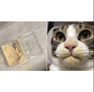 사람 음식에 관심 없다가 가끔 환장하는 집 고양이들 | 인스티즈