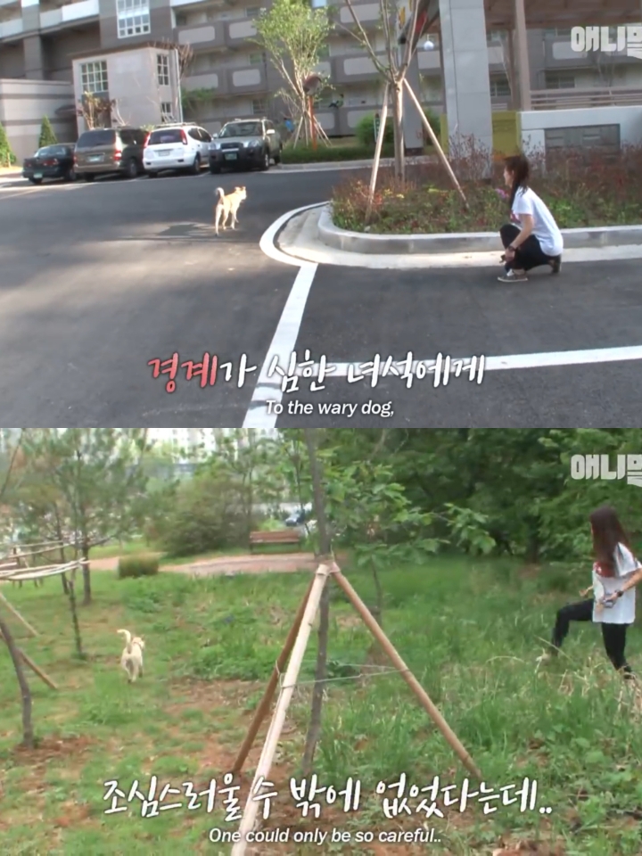 집 나간후 아파트주차장에서 주인만 올려다보는 개 | 인스티즈