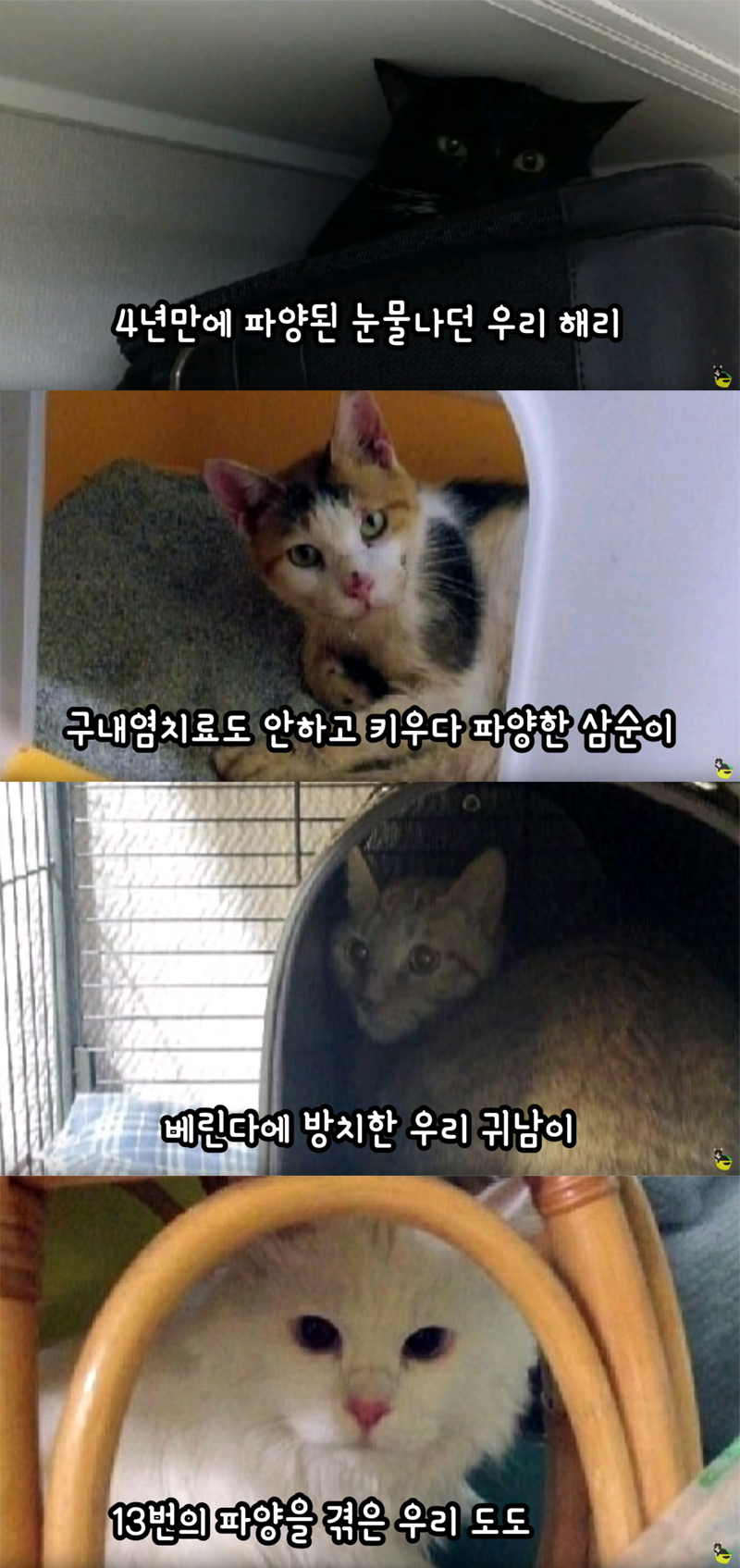 입양 9년만에 파양되어 돌아온 고양이 '둥이' | 인스티즈