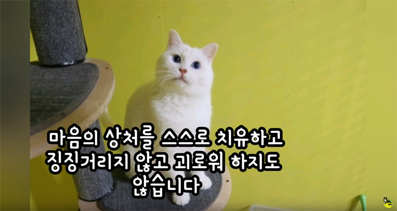 입양 9년만에 파양되어 돌아온 고양이 '둥이' | 인스티즈