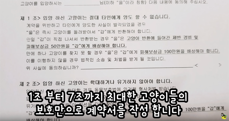 입양 9년만에 파양되어 돌아온 고양이 '둥이' | 인스티즈
