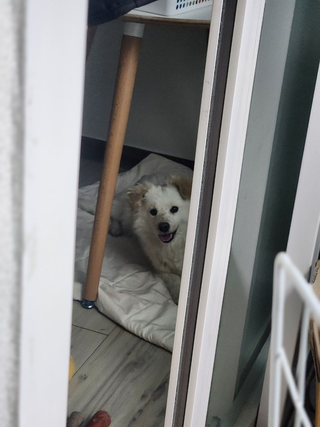 우리집 둘째 변천사,,, | 인스티즈