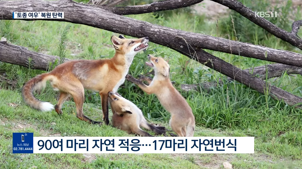 우리나라 토종 여우 근황 | 인스티즈