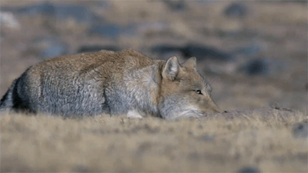 신비하게 생긴 티베트의 동물들.jpgif | 인스티즈