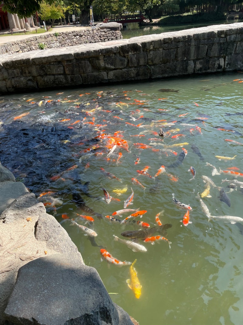 요즘 사극 드라마 촬영지 1순위로 꼽힌다는 장소 (진짜예쁨) | 인스티즈