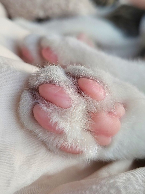 고양이 씹덕포인트 | 인스티즈