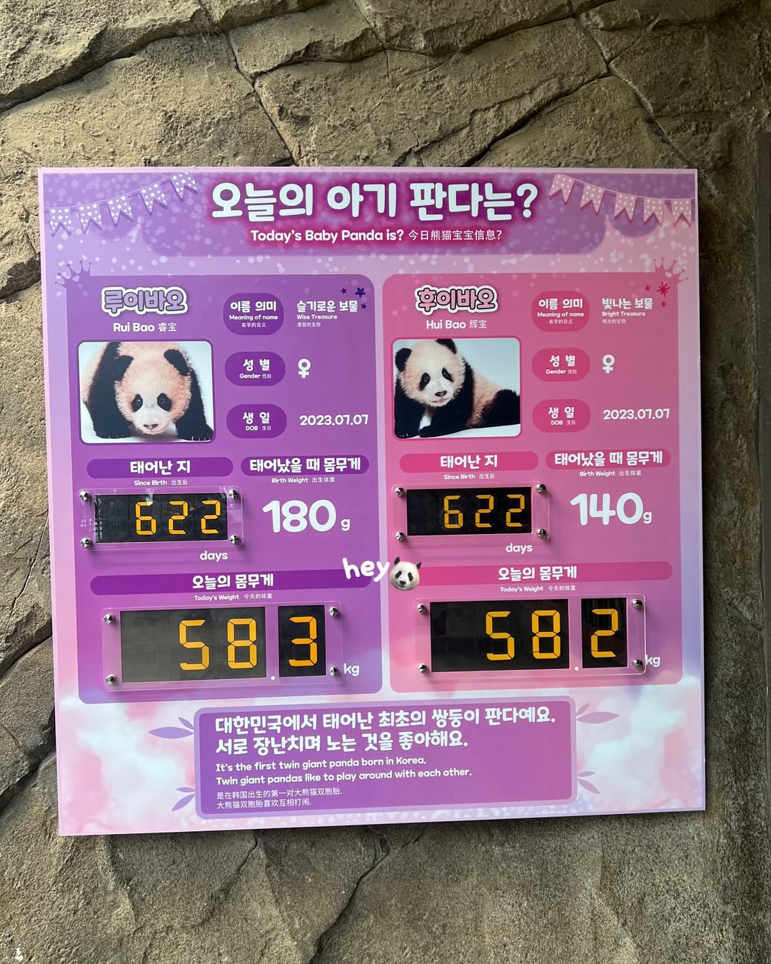 비슷한 시기 루이바오 후이바오 푸바오 몸무게🐼🐼🐼 | 인스티즈
