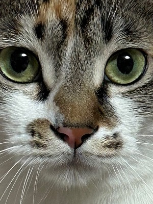 고양이 씹덕포인트 | 인스티즈