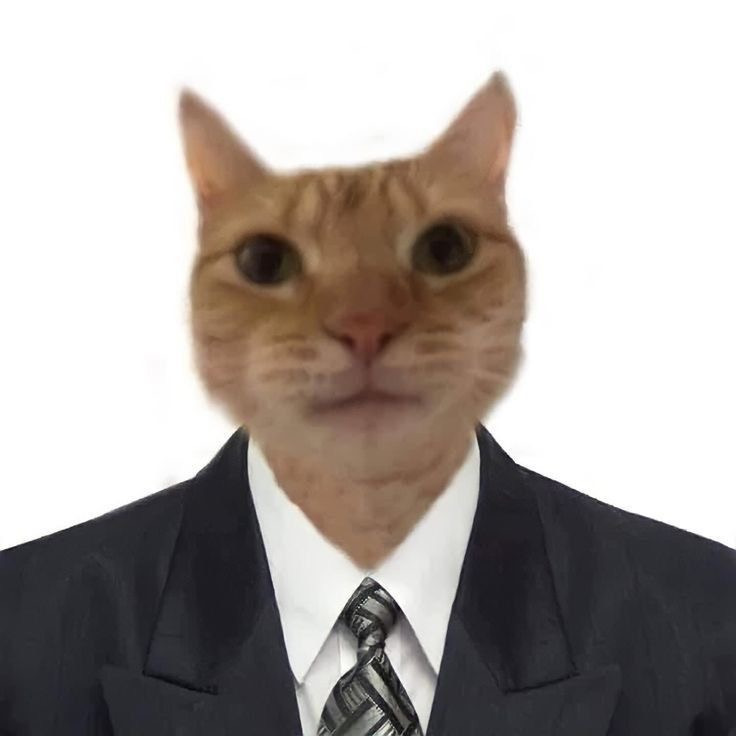  하 진짜 옷입은 고양이
