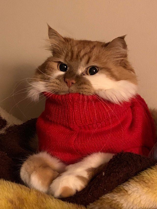 하 진짜 옷입은 고양이 | 인스티즈