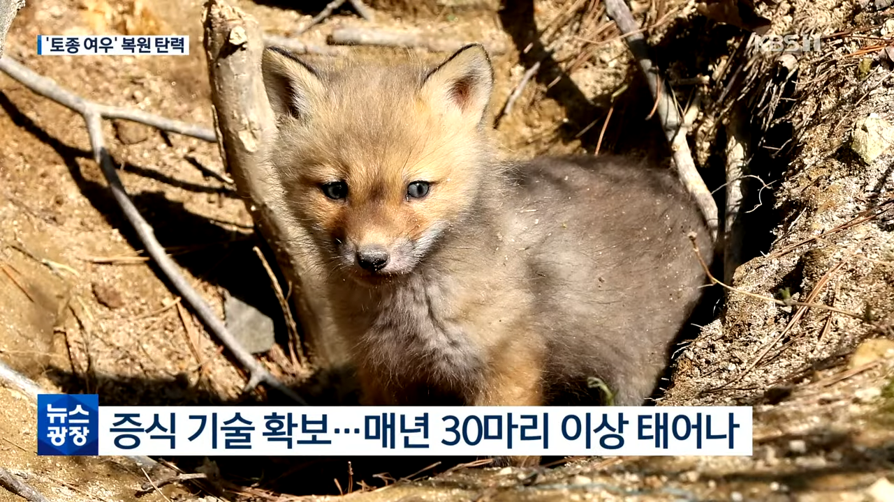 우리나라 토종 여우 근황 | 인스티즈