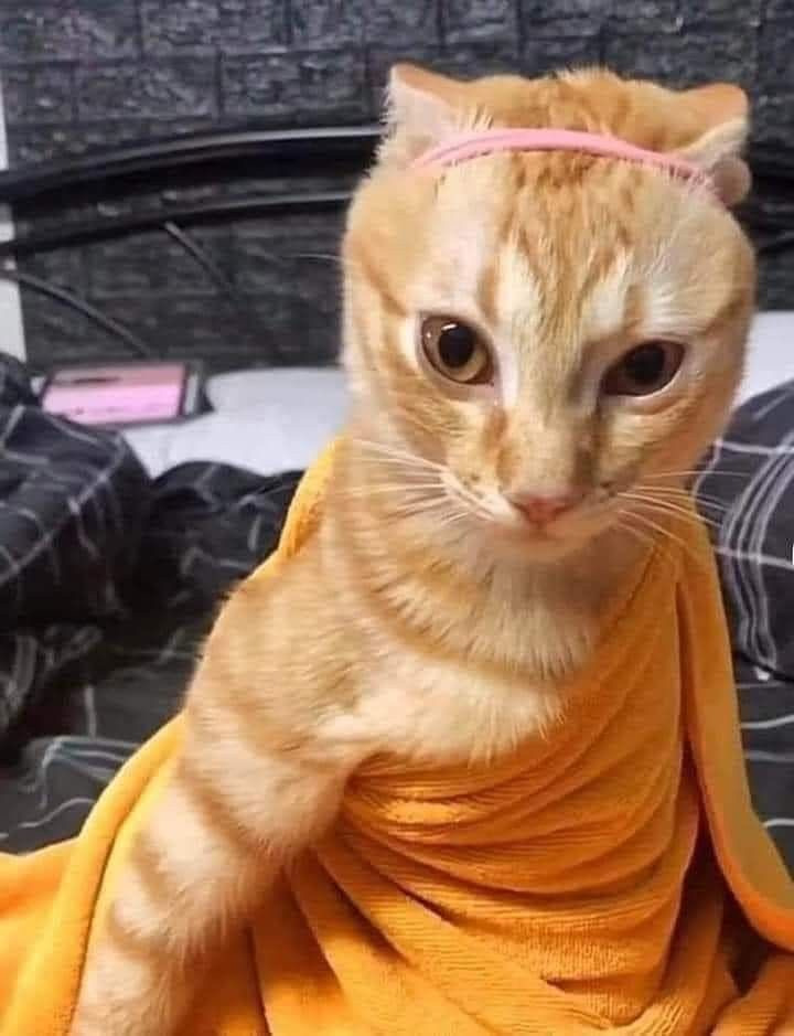 하 진짜 옷입은 고양이 | 인스티즈