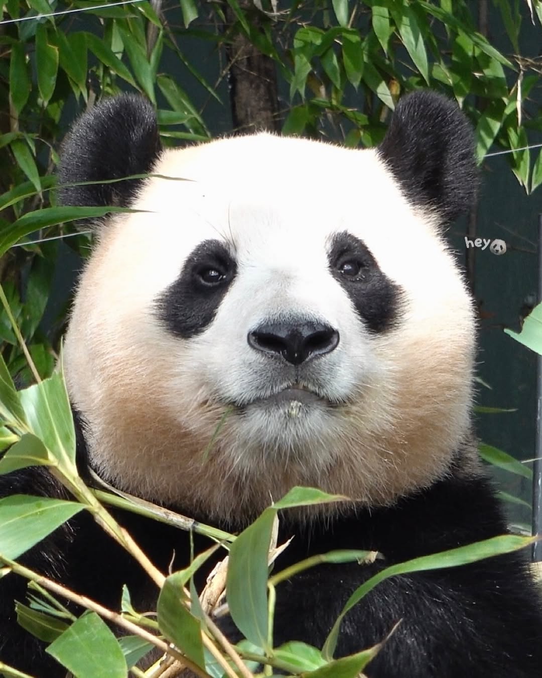 비슷한 시기 루이바오 후이바오 푸바오 몸무게🐼🐼🐼 | 인스티즈