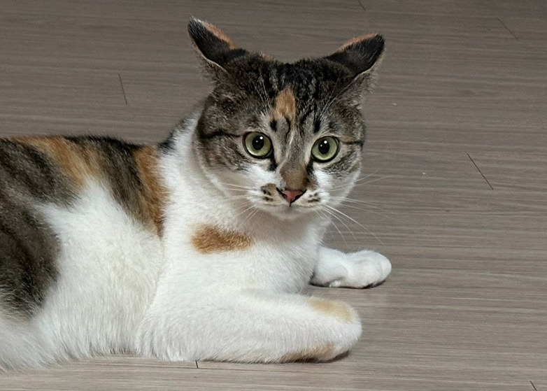 고양이 씹덕포인트 | 인스티즈