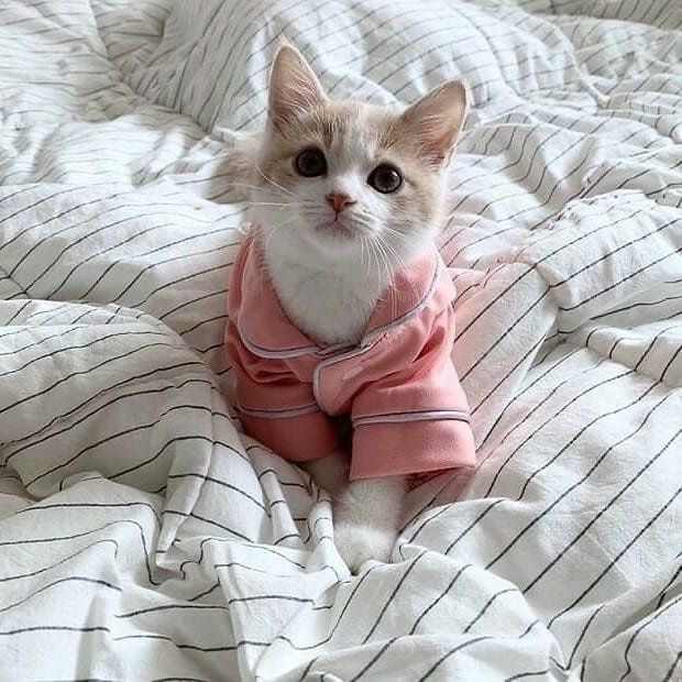 하 진짜 옷입은 고양이 | 인스티즈