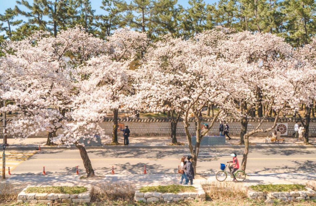 2025 국내 벚꽃 개화 시기 예상 지도 | 인스티즈